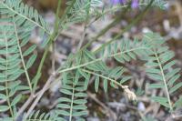 Astragalus hypoglottis