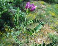 Astragalus hypoglottis