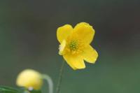 Anemone ranunculoides