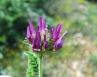 Astragalus hypoglottis