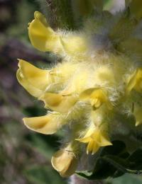 Astragalus alopecuroides subsp. alopecuroides