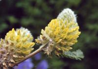 Astragalus alopecuroides subsp. alopecuroides