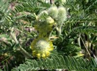 Astragalus alopecuroides subsp. alopecuroides