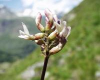 Astragalus australis