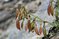 Astragalus australis