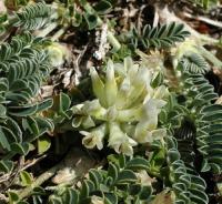 Astragalus depressus subsp. depressus