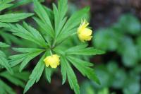 Anemone ranunculoides