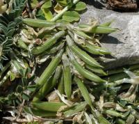 Astragalus depressus subsp. depressus