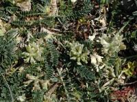 Astragalus depressus subsp. depressus
