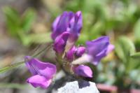 Oxytropis neglecta