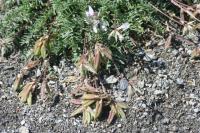 Oxytropis neglecta