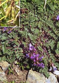 Oxytropis neglecta