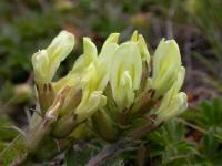 Oxytropis campestris subsp. campestris