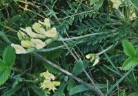 Oxytropis campestris subsp. campestris