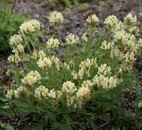 Oxytropis campestris subsp. campestris