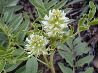 Glycyrrhiza glabra