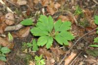 Anemone ranunculoides