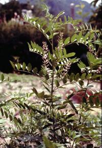 Glycyrrhiza glabra