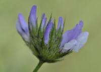 Bituminaria bituminosa