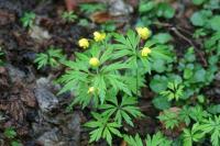 Anemone ranunculoides