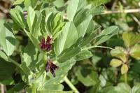 Vicia narbonensis