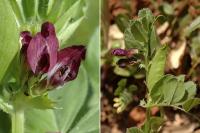 Vicia narbonensis