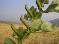 Vicia narbonensis