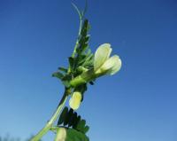 Vicia hybrida