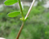 Vicia hybrida