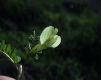 Vicia hybrida