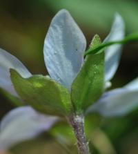 Hepatica nobilis 