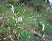 Vicia lutea subsp. lutea