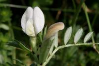 Vicia lutea subsp. lutea