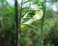 Vicia lutea subsp. lutea