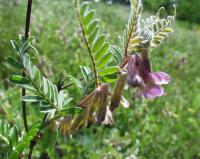 Vicia pannonica subsp. striata