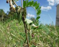 Vicia pannonica subsp. striata