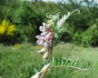 Vicia pannonica subsp. striata