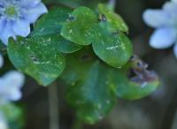 Hepatica nobilis 