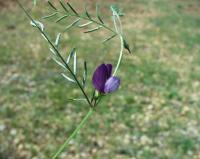 Vicia peregrina