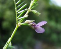 Vicia peregrina