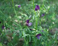 Vicia peregrina