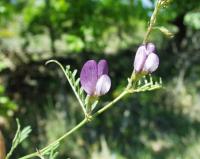 Vicia peregrina