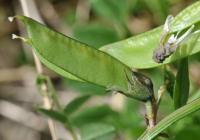 Vicia sepium