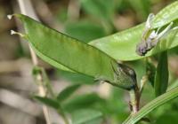 Vicia sepium