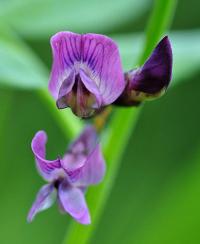 Vicia sepium