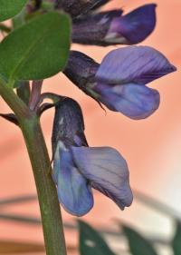 Vicia sepium