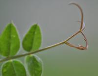 Vicia sepium