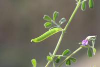 Vicia lathyroides