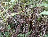 Asplenium adiantum-nigrum