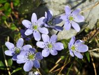 Hepatica nobilis 